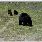 Bears in Boynton Canyon? O my!