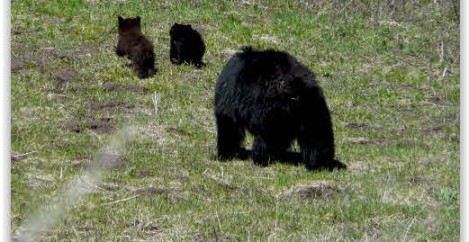 Bears in Boynton Canyon? O my!